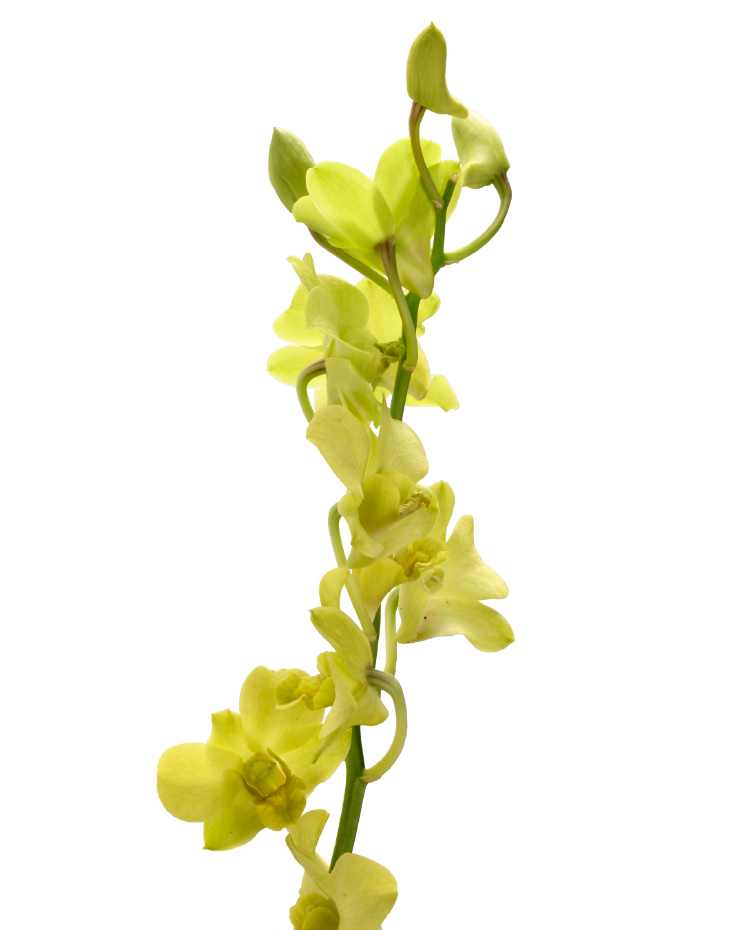 Dendrobium Orchid (Green)