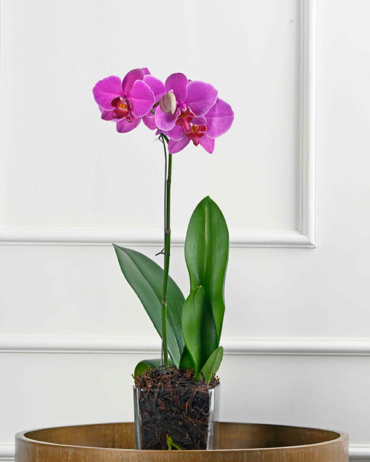 Phalaenopsis Orchid (Dark Pink)