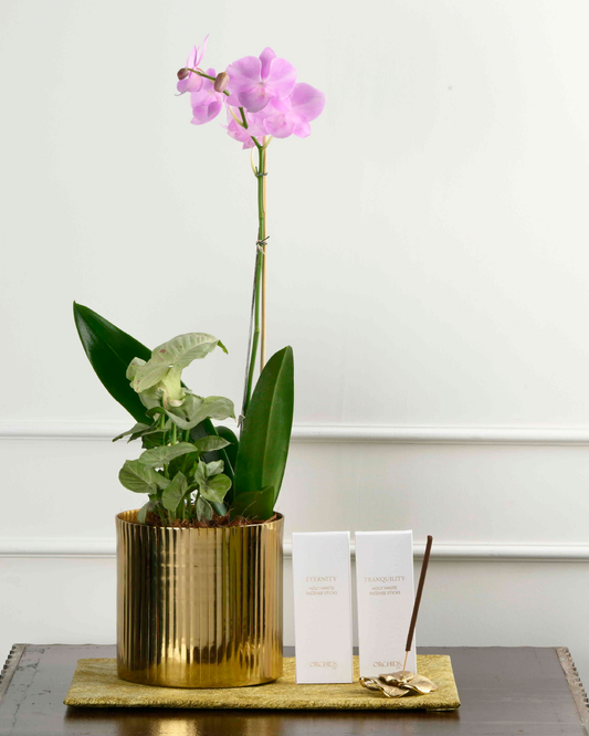 Phalaenopsis Orchid (Light Pink)