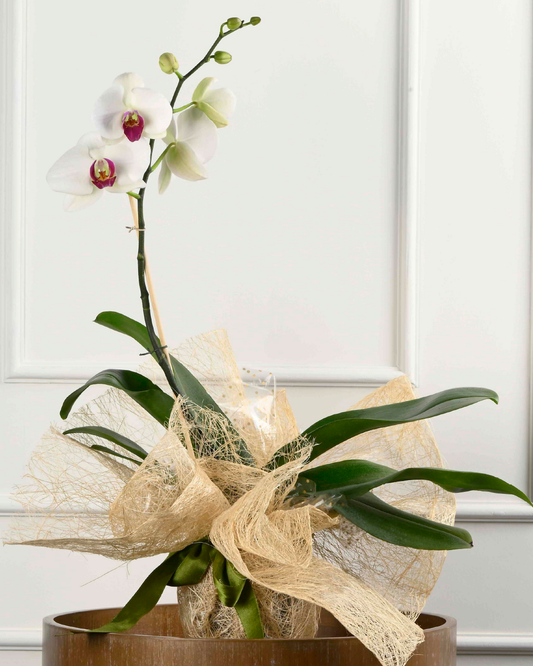 Phalaenopsis Orchid (White with Pink Centre)