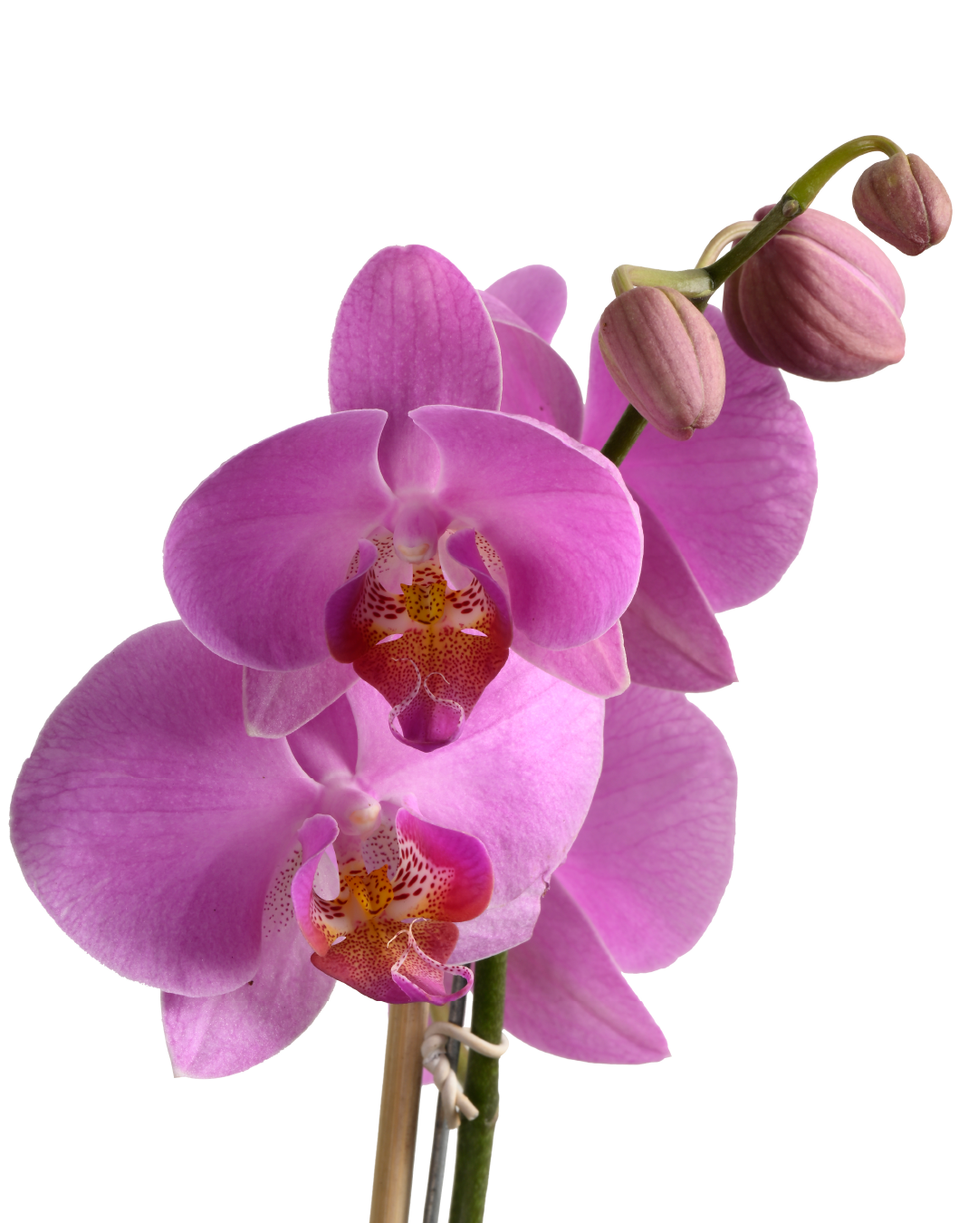 Phalaenopsis Orchid (Dark Pink)