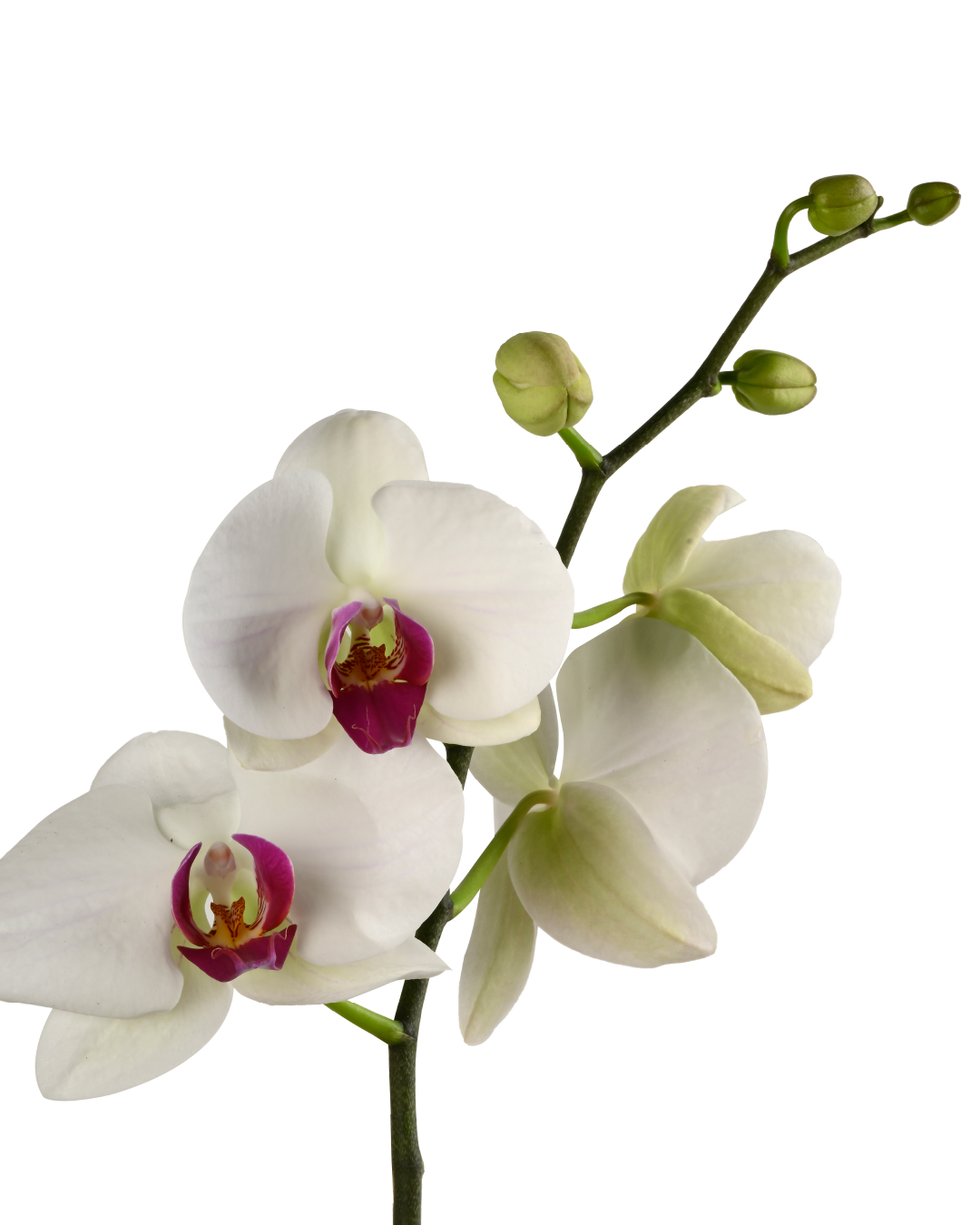 Phalaenopsis Orchid (White with Pink Centre)