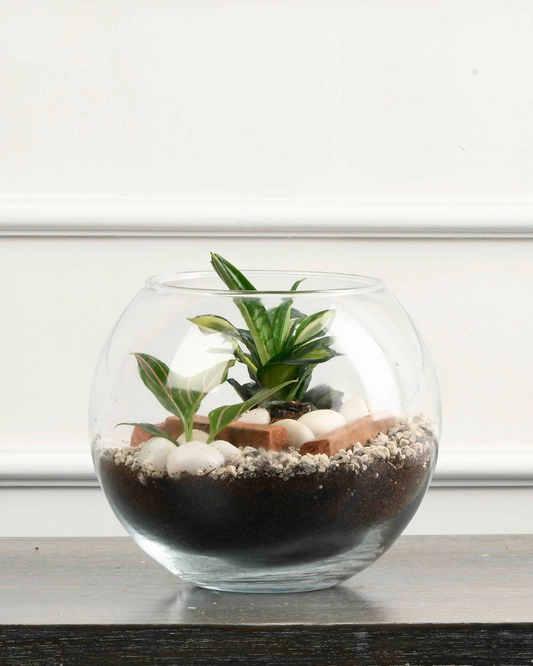 Terrarium Round Glass Container