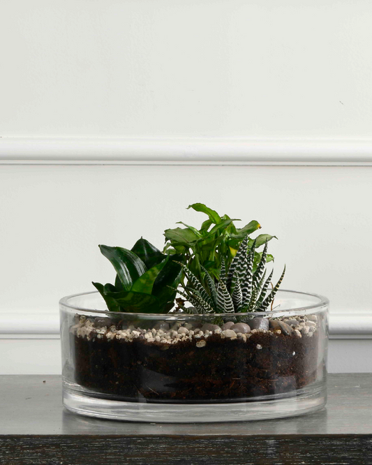 Terrariums Round Flat Glass